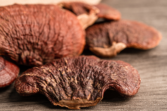 Awakening the Power of Mushrooms