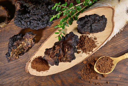Chaga: The Immunity Powerhouse